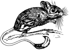 Draw of Jerboa.png