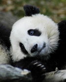 Panda endormi-733.jpg