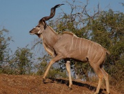 Grand koudou (Tragelaphus strepsiceros)-Antilope.jpg