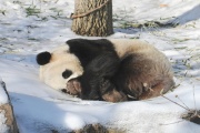 Panda Puff!-2744.jpg