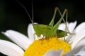 Grasshopper on flower-8111.jpg