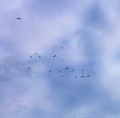 Thumbnail for version as of 20:05, 17 October 2013