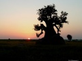-Baobab--6108.jpg