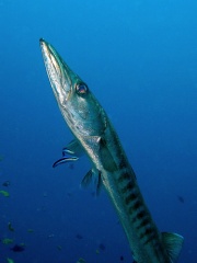 Fil:Barracuda-5106.jpg
