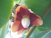 Fleur d'Abaca (Musa textilis).jpg