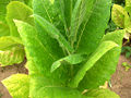 Tabac (plante)-2645.jpg