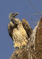 Vulture- Gyps indicus.jpg