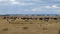 Zèbres-zebres-buffles-savane-4190.jpg
