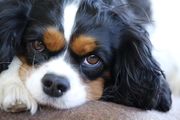 Cavalier-king-charles-3524842 1280.jpg