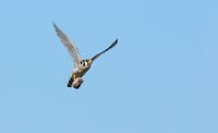 Falcon Falco sparverius cinnamominus hunting.jpg
