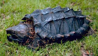 File:Alligator snapping turtle - Tortue alligator.jpg