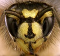 Common wasp (Vespula vulgaris).jpg