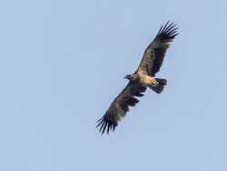 Eastern Imperial Eagle (29573054687).jpg