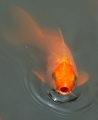 Thumbnail for version as of 18:50, 23 December 2011