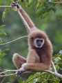 Gibbon à mains blanches (Hylobates lar).jpg