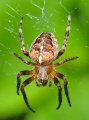 European garden spider (Araneus diadematus).jpg