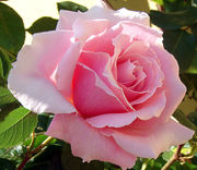 Rose de jardin-3508.jpg