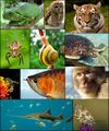 Animal-animaux-espèces-especes.jpg