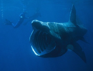 Fichier:Requin-pélerin.jpg
