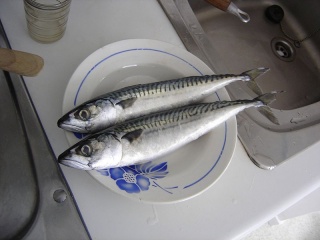 Fil:800px-Atlantic mackerel 001.jpg